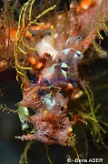 Clavelina sp-Caprella sp Tomia Hondue Beach-8m-20180525-Denis-ADER-DSC_0382_tn